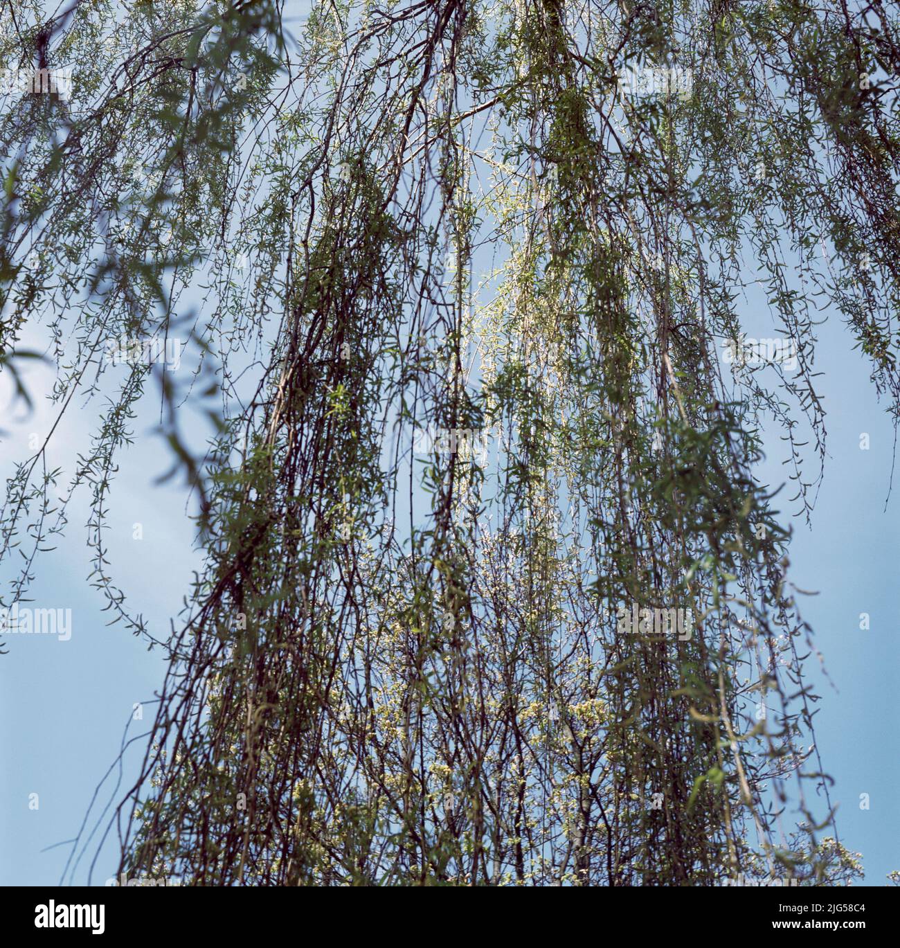 Vue des branches de saule depuis le dessous Banque D'Images