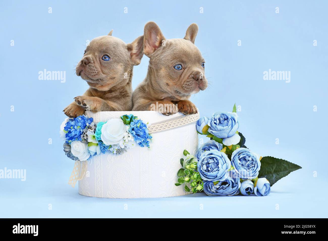 Paire de chiens Bulldog français chiots piquant hors de la boîte avec des fleurs sur fond bleu Banque D'Images