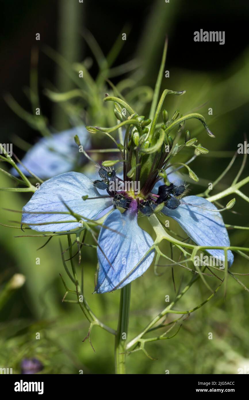 Amour dans la brume (nigella damascena) ou diable dans la brousse une plante à fleurs annuelle avec des pétales bleus et de multiples tiges vertes au-dessous et au-dessus de la fleur Banque D'Images