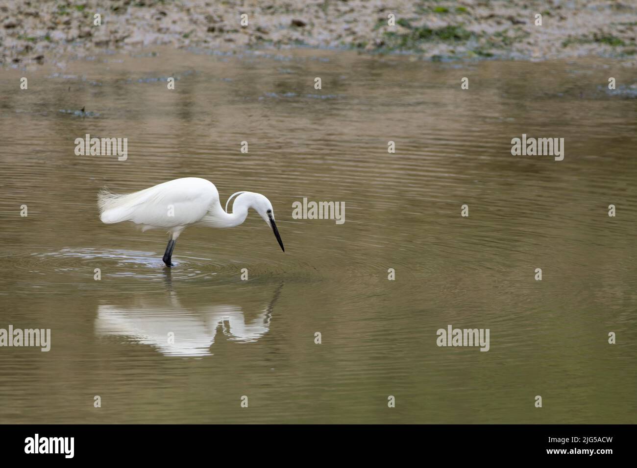 Petit aigrette (egretta garzetta) blanc pur oiseau de passage à gué avec un long dagger comme le bec noir longues pattes noires pieds jaunes et long cou avec des panaches sur la tête Banque D'Images