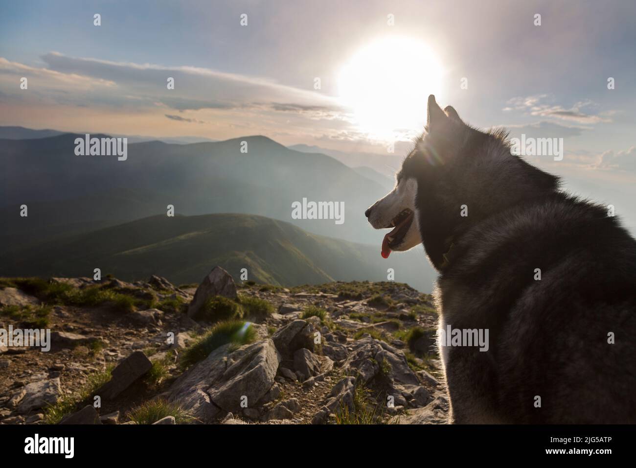 Chien husky gris de Sibérie au coucher du soleil orange dans les montagnes, les Carpates Banque D'Images