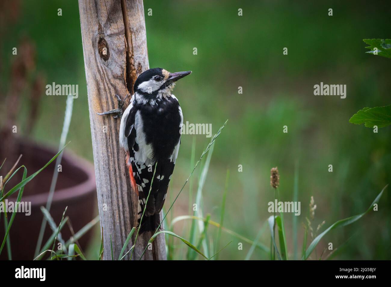 Grand pic de bois (Dendrocopos major, syn. Picoides majeur) Banque D'Images