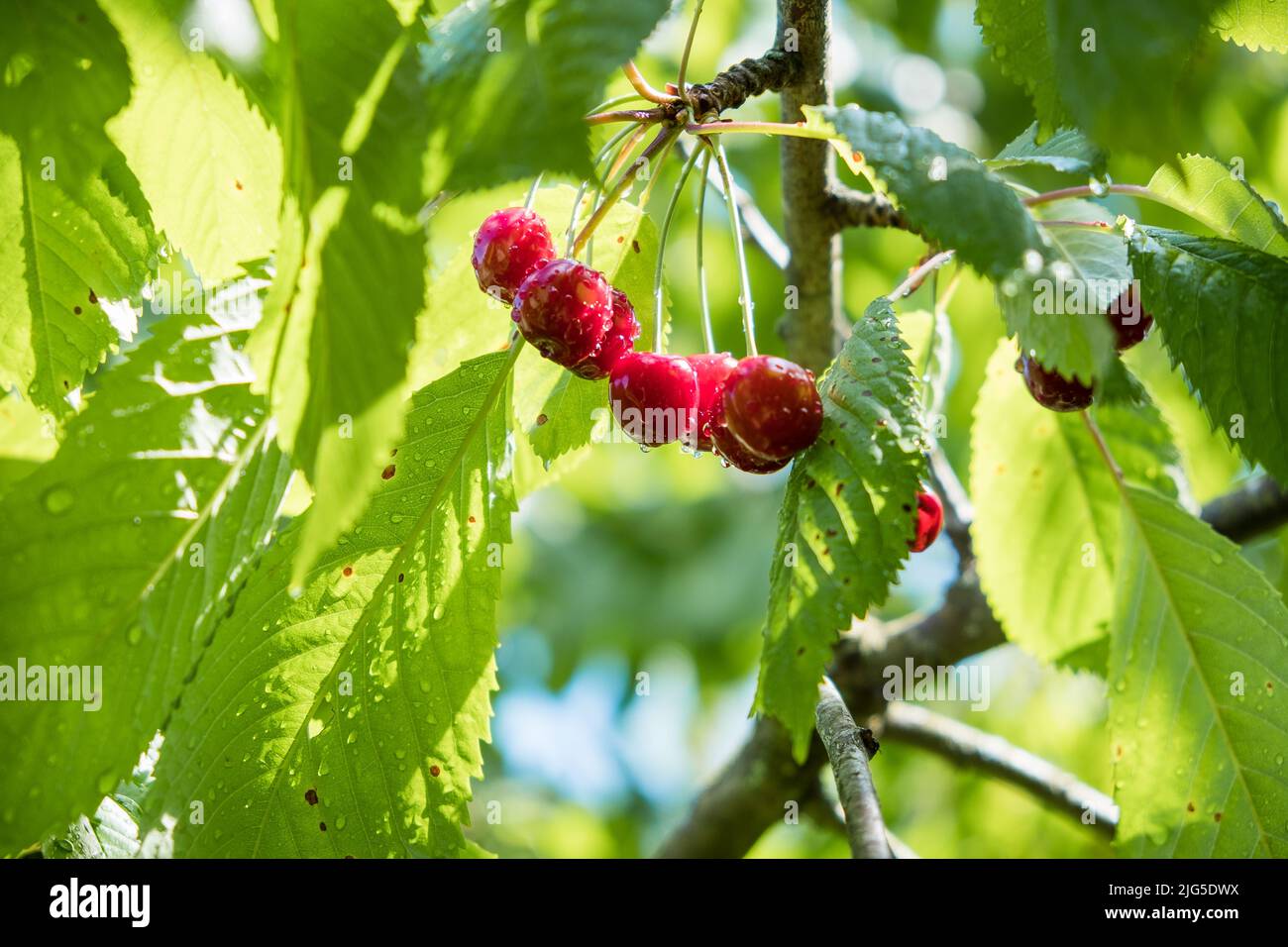 Cerises mûres accrochées à une branche de cerisier doux. Oiseau cerisier. Gouttelettes d'eau sur les fruits après la pluie. Banque D'Images