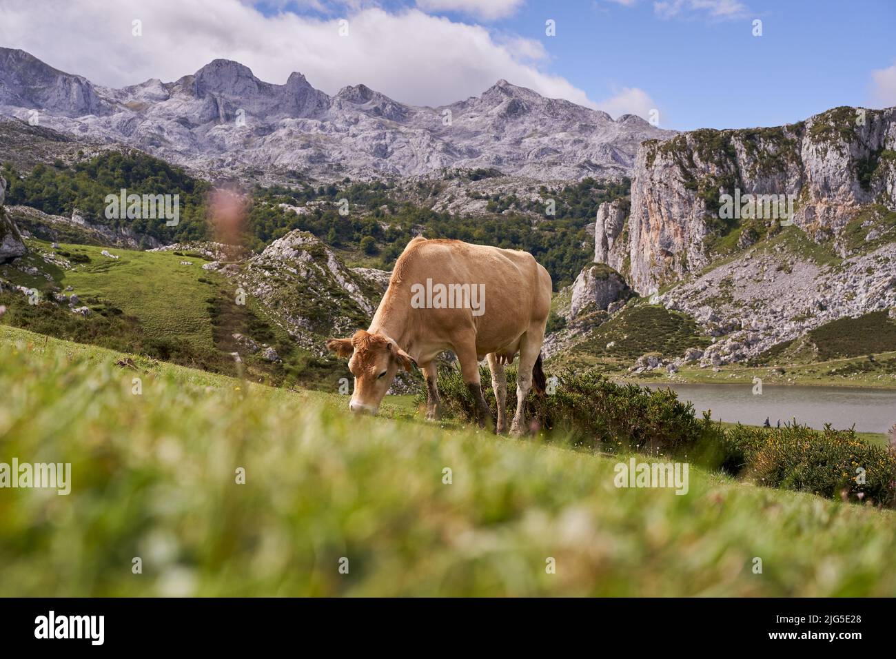 Vache paître dans un pré au pied des montagnes alpines. Animaux de ferme dans la nature dans les alpes. Banque D'Images