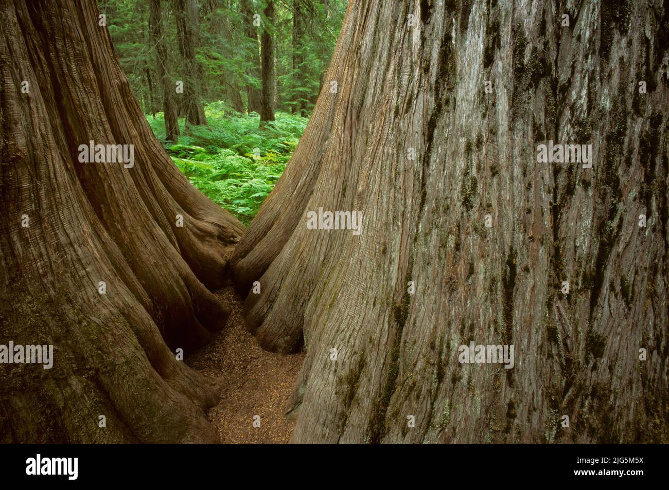 Cedars géants dans la zone panoramique nationale de Ross Creek, Montana, États-Unis Banque D'Images