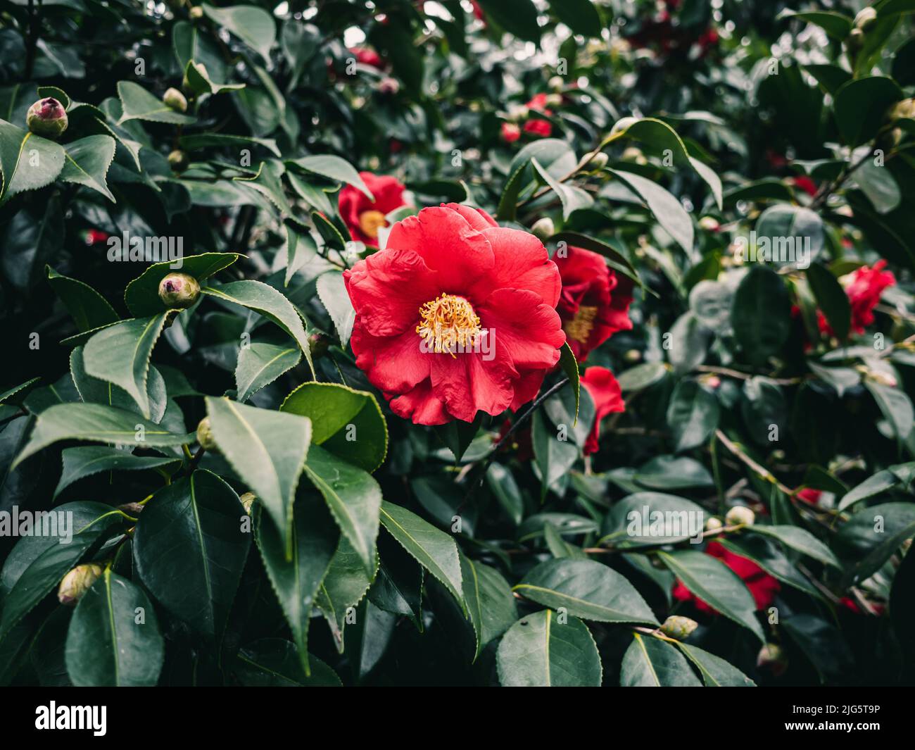 Camellia est un genre de plantes à fleurs de la famille des Theaceae Banque D'Images