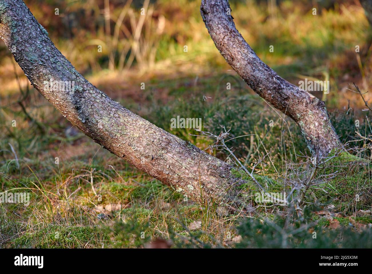 Gros plan à faible angle de troncs d'arbres qui poussent à un angle sur un sol forestier paisible en été. Plantes de conifères Evergreen dans une prairie d'herbe surcultivée Banque D'Images