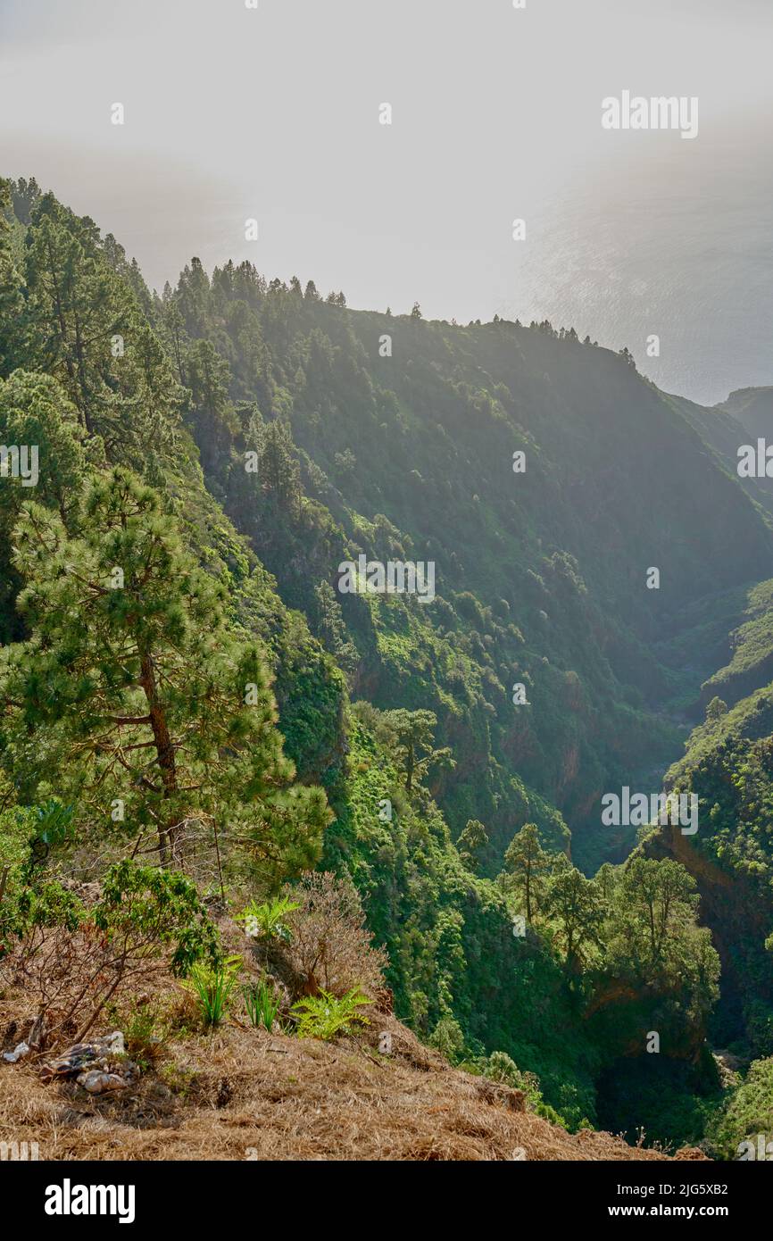 Vue panoramique sur une forêt verdoyante dans les montagnes de la Palma, îles Canaries en Espagne. Grands pins poussant dans une forêt silencieuse de zen. La nature à Banque D'Images