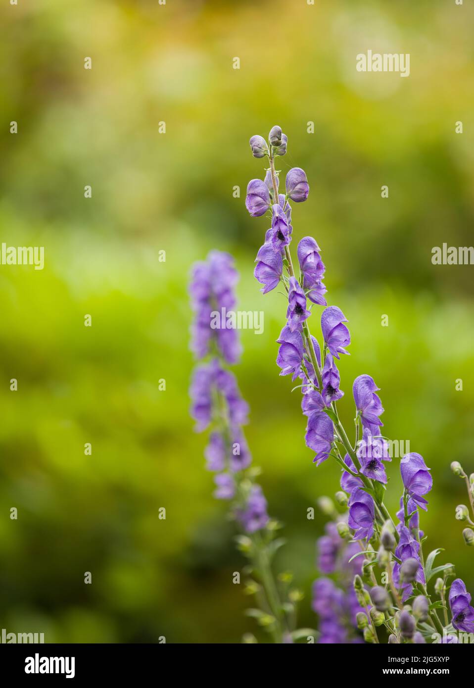 Gros plan de Foxgloves violets dans son environnement naturel en été. Digitalis purpurea croissant dans un jardin d'arrière-cour dans la nature. Magnifique Banque D'Images