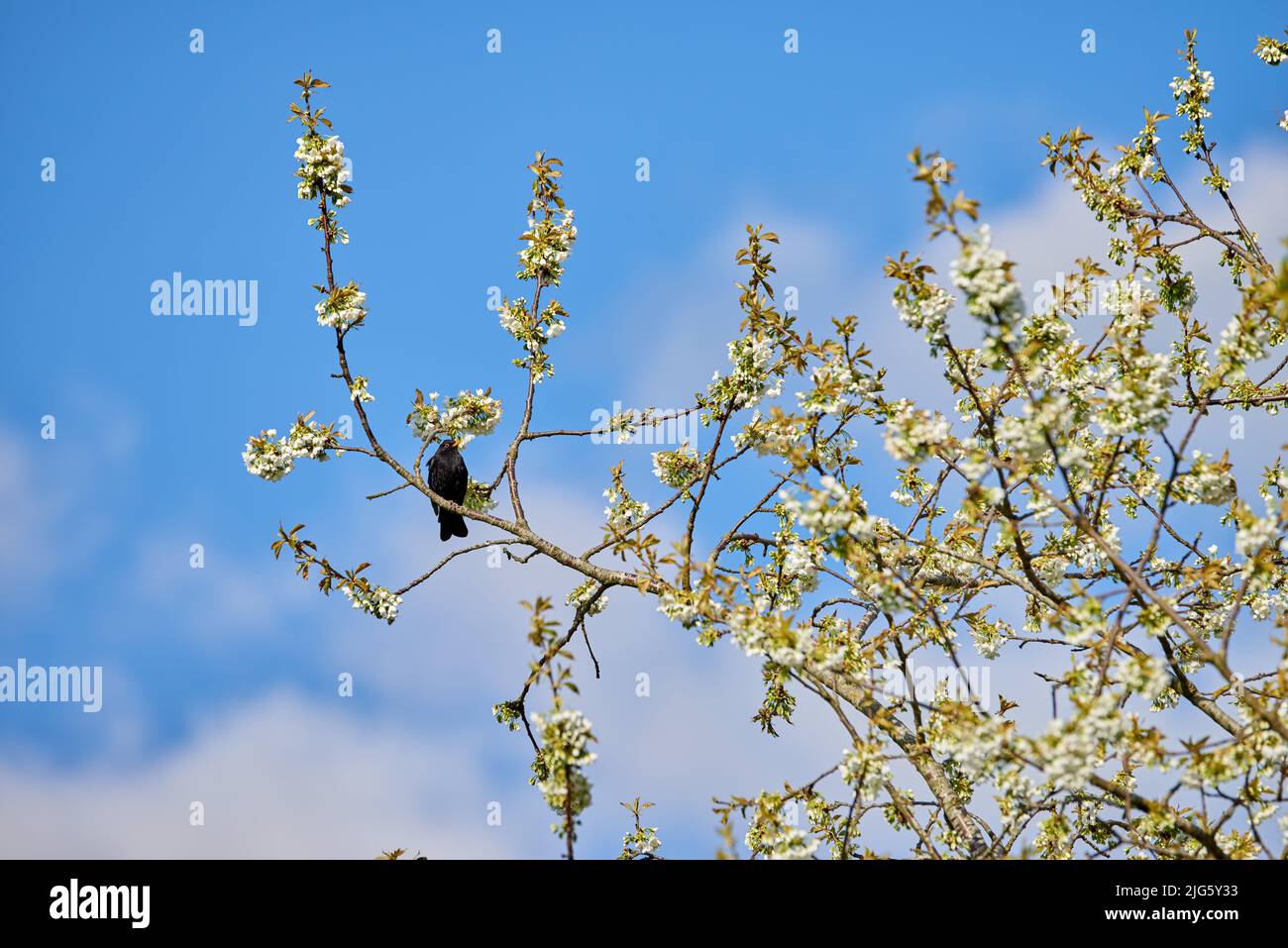 Fleur de Mirabelle avec un oiseau assis sur une branche avec un fond ciel nuageux par jour d'été. Brousse fleurie avec un petit corbeau noir Banque D'Images