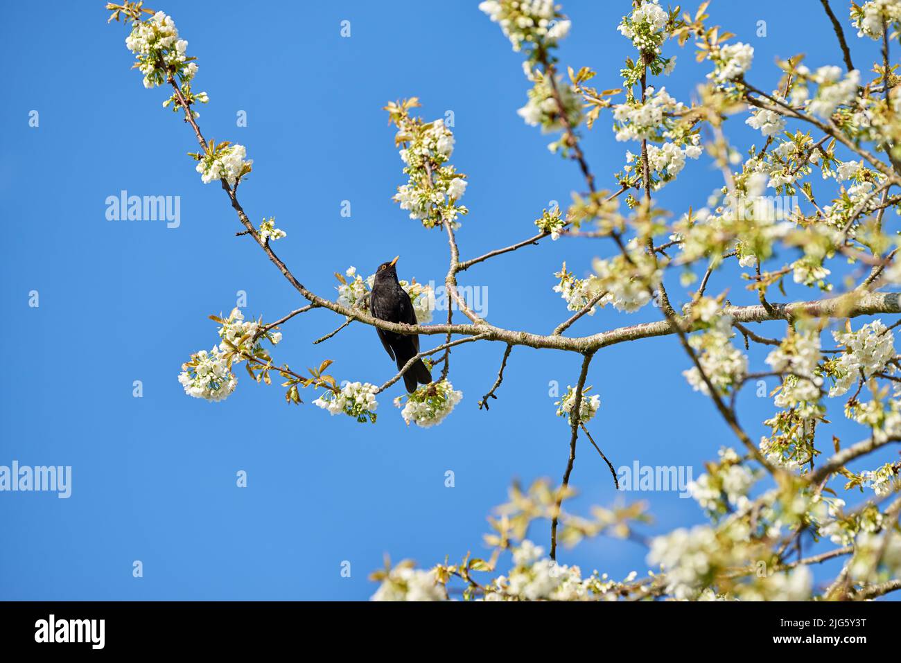 Blackbird assis sur un arbre contre un ciel bleu. Magnifique oiseau assis sur une branche de lit de fleurs. mirabelle blanc pur ou Prunus domestica fleurs fleurir Banque D'Images