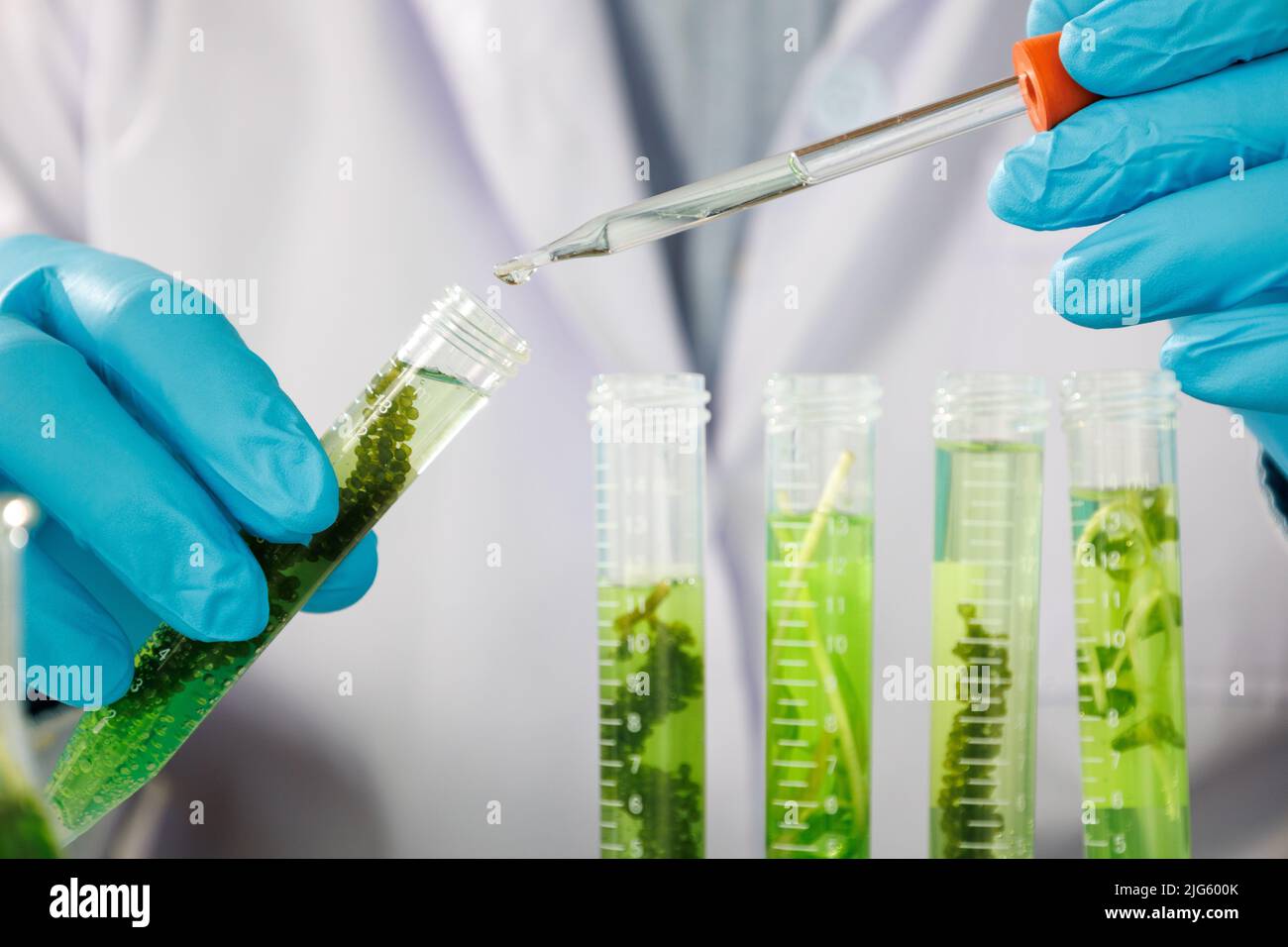 Équipe de chercheurs scientifiques travaillant la recherche et les sciences de la biotechnologie Photobioréacteur en laboratoire de combustible d'algues, biochimique durable de biocarburant Banque D'Images