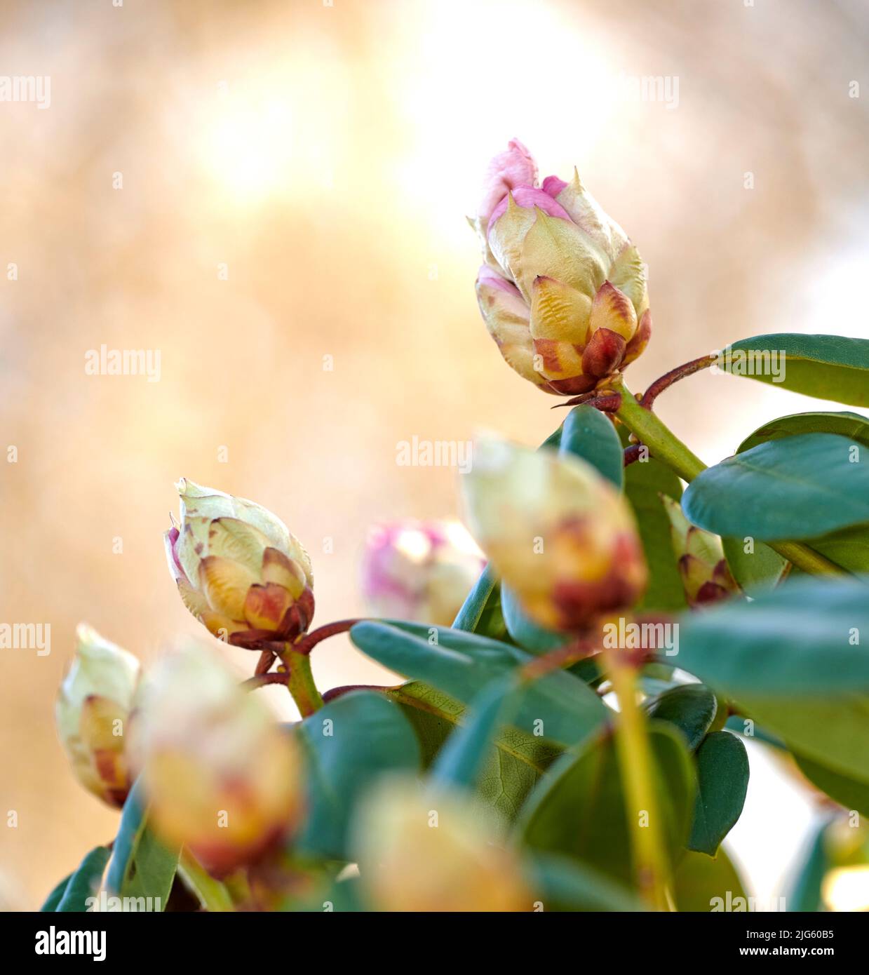 Le Rhododendron est un genre de 1 024 espèces de plantes ligneuses de la famille des heath, soit à feuilles persistantes, soit à feuilles caduques, et se trouve principalement en Asie, bien qu'il soit Banque D'Images