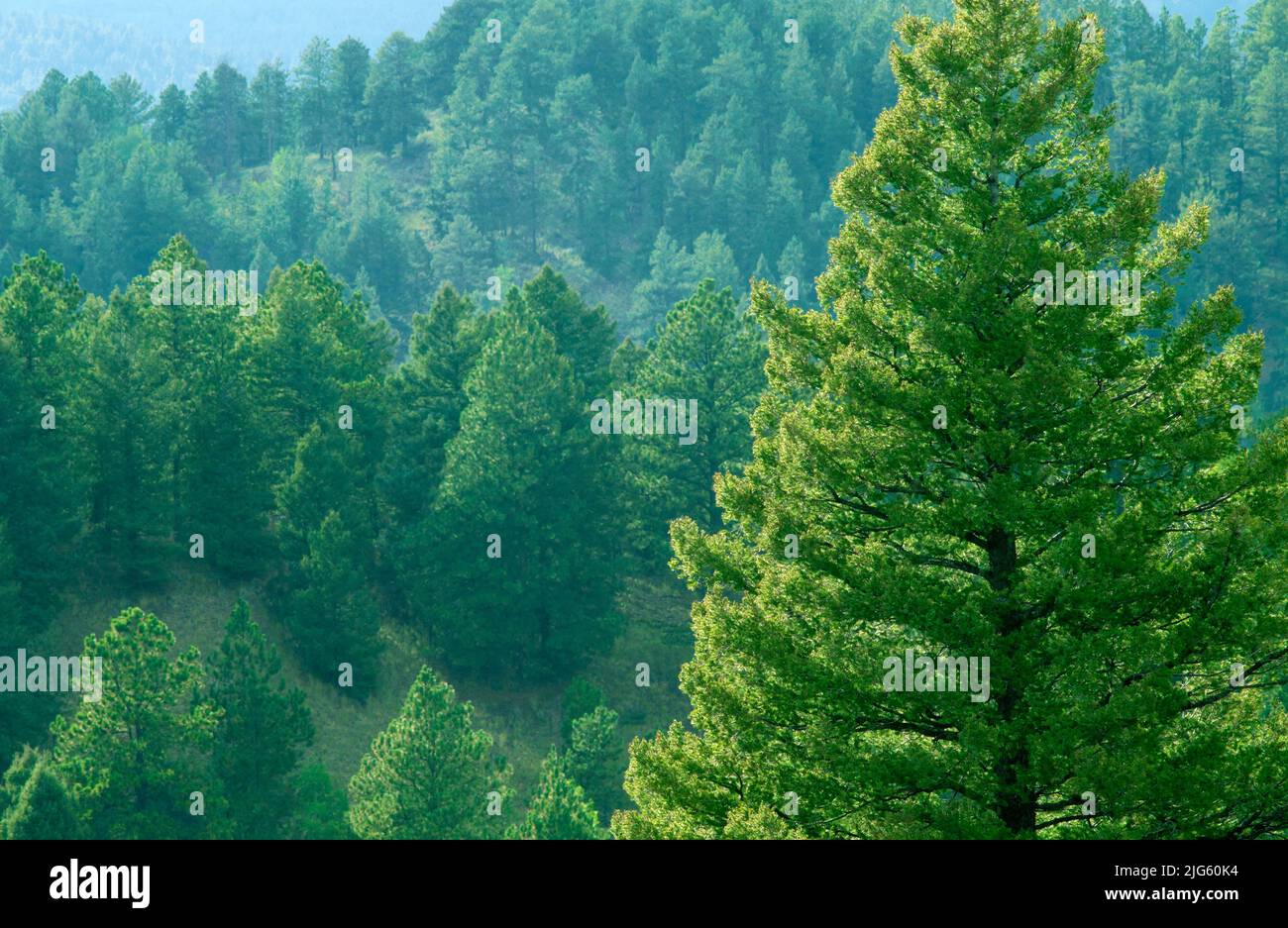 Conifer forrest Banque de photographies et d’images à haute résolution ...