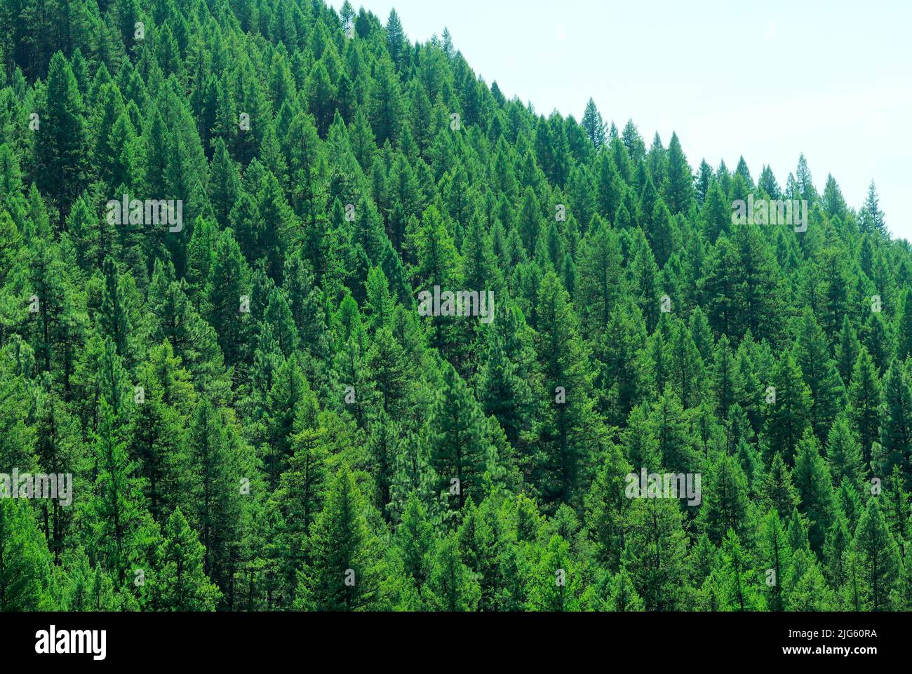 Conifer forrest Banque de photographies et d’images à haute résolution ...