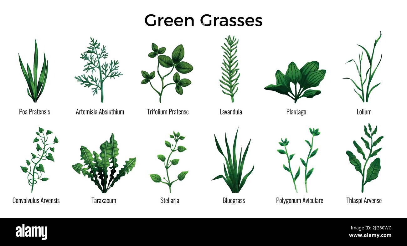 Lames réalistes de graminées vertes ensemble avec trèfle pâturin lavande pennycress ribwort nouwgrass pissenlit isolé sur fond blanc vect Illustration de Vecteur