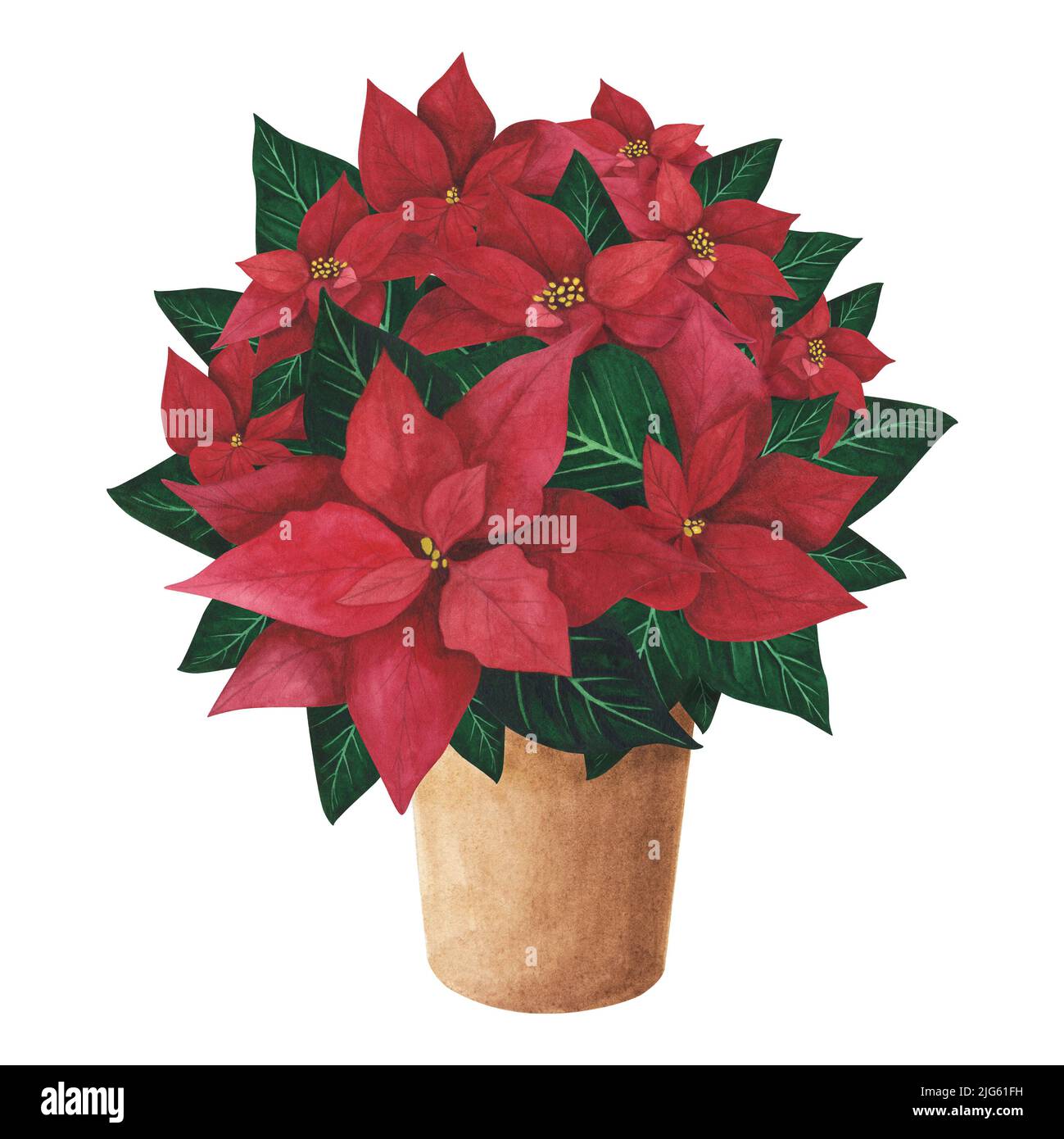 Fleur de Noël poinsettia en pot planté isolé sur fond blanc. Aquarelle botanique dessin de Noël à la main. Art pour la décoration de design, Banque D'Images