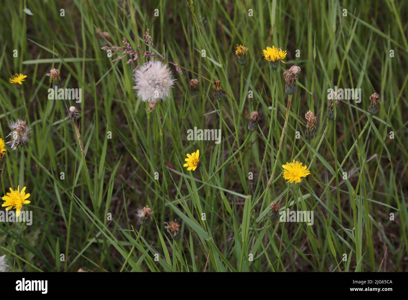 Réserve naturelle de Howell Hill pissenlits et Seed Head Epsom Surrey, Angleterre Banque D'Images
