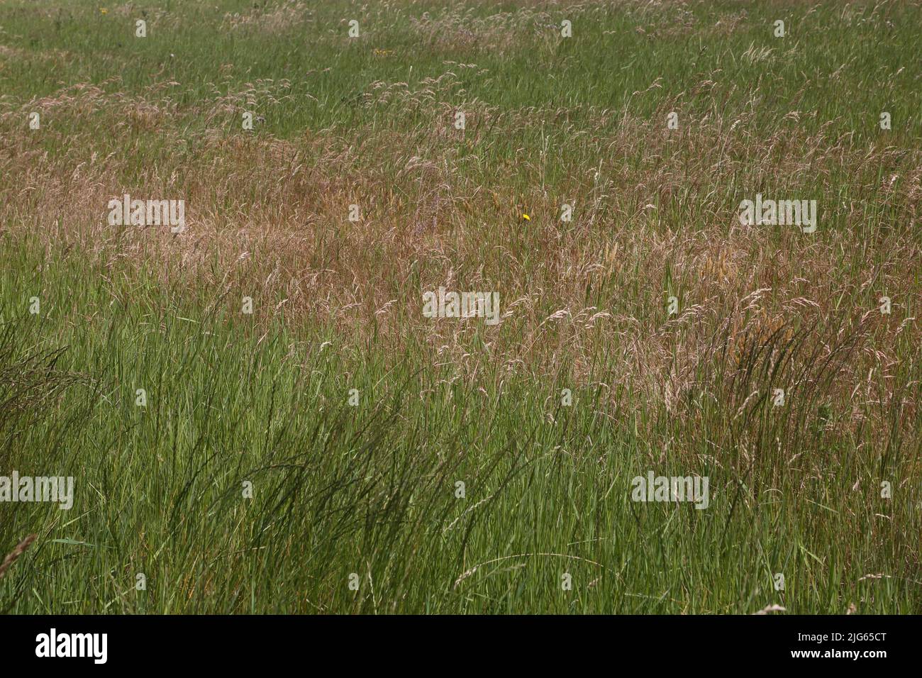 Calcaous long Grass Howell Hill nature Reserve Epsom Surrey Angleterre Banque D'Images
