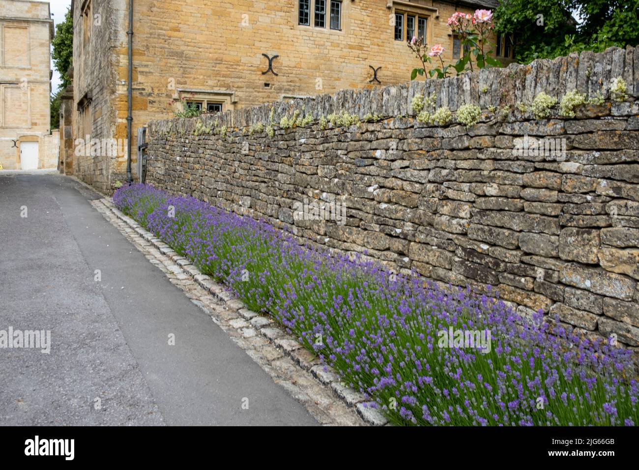 La lavande se haie contre un vieux mur de pierre dans les jardins de Bourton House, Morton, Marsh. Ville de marché dans les Cotswolds, Gloucestershire, Angleterre, royaume-uni Banque D'Images