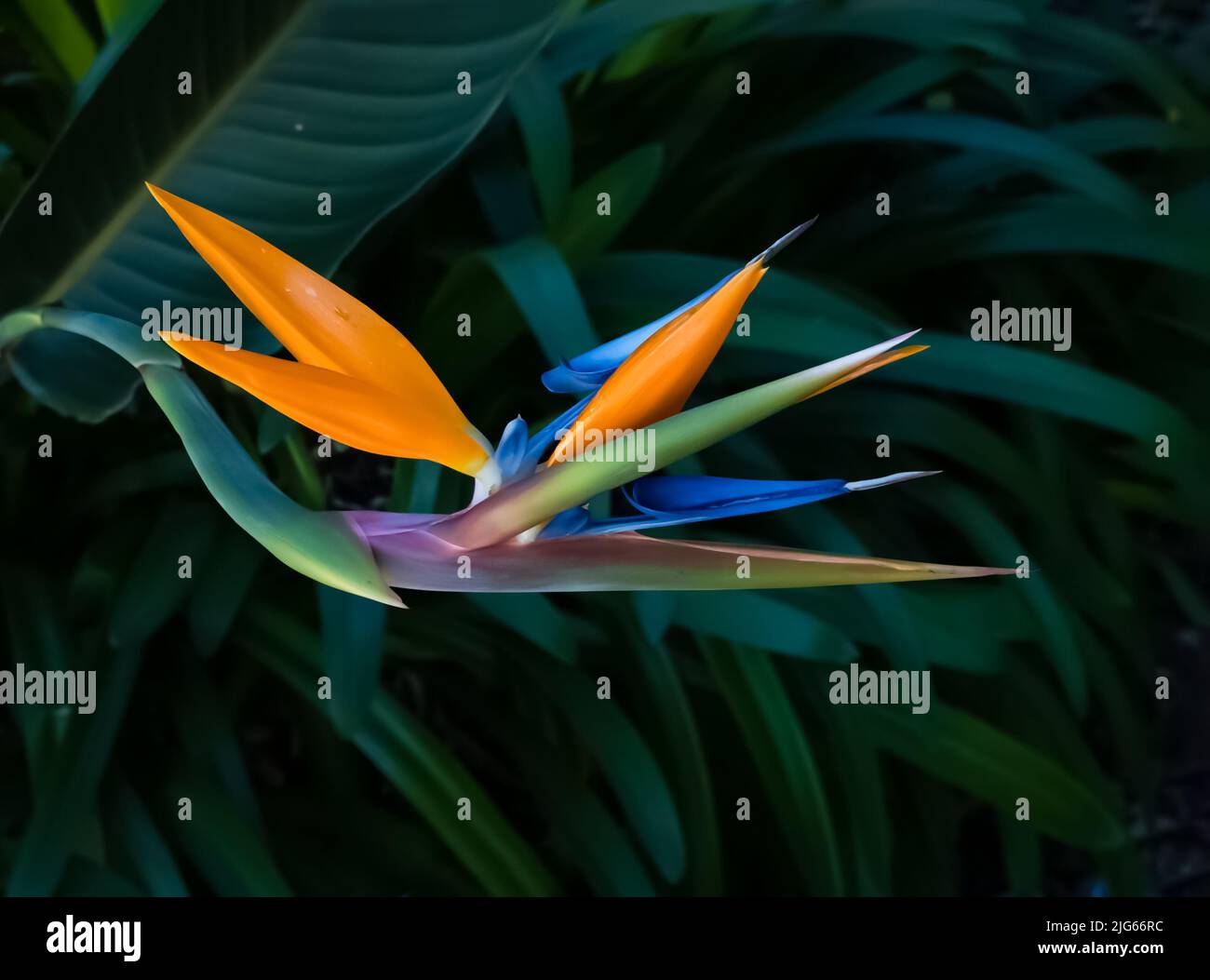 Oiseau multicolore de fleur de paradis gros plan sur une feuille vert foncé flou arrière-plan Banque D'Images