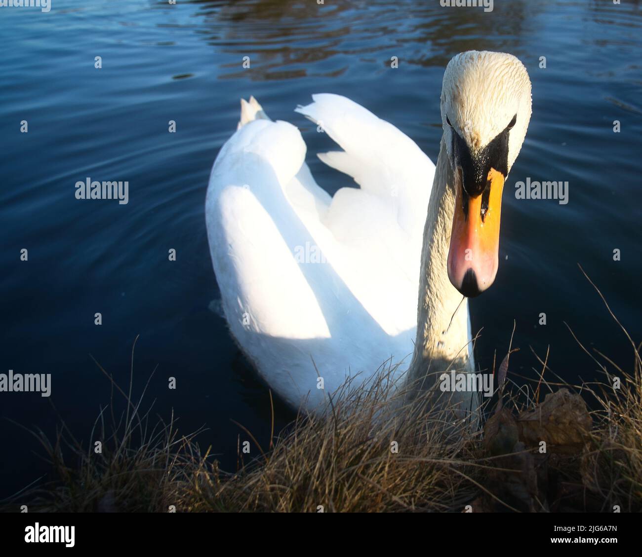 Couper le son du cygne sur le rivage. Regard intéressé de l'oiseau d'eau. Oiseau de Brandebourg. Photo d'animal de la nature Banque D'Images
