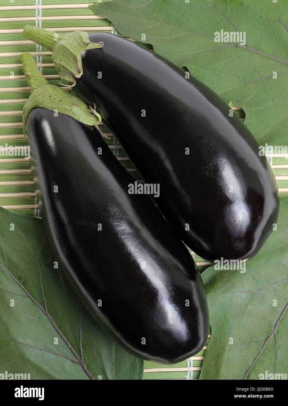 Deux aubergines noires lisses et brillantes reposent sur un fond de feuilles Banque D'Images