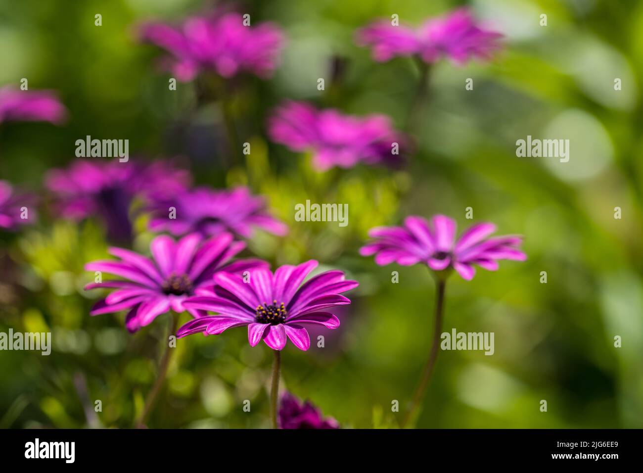 Purple Osteospermum fruticosum (Marguerite africaine) en été. Fond d'écran floral. Jardinage à la maison, soin de jardin Banque D'Images