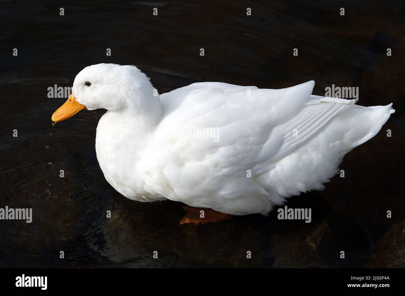 Oiseau canard de Pékin en automne - grand Banque D'Images