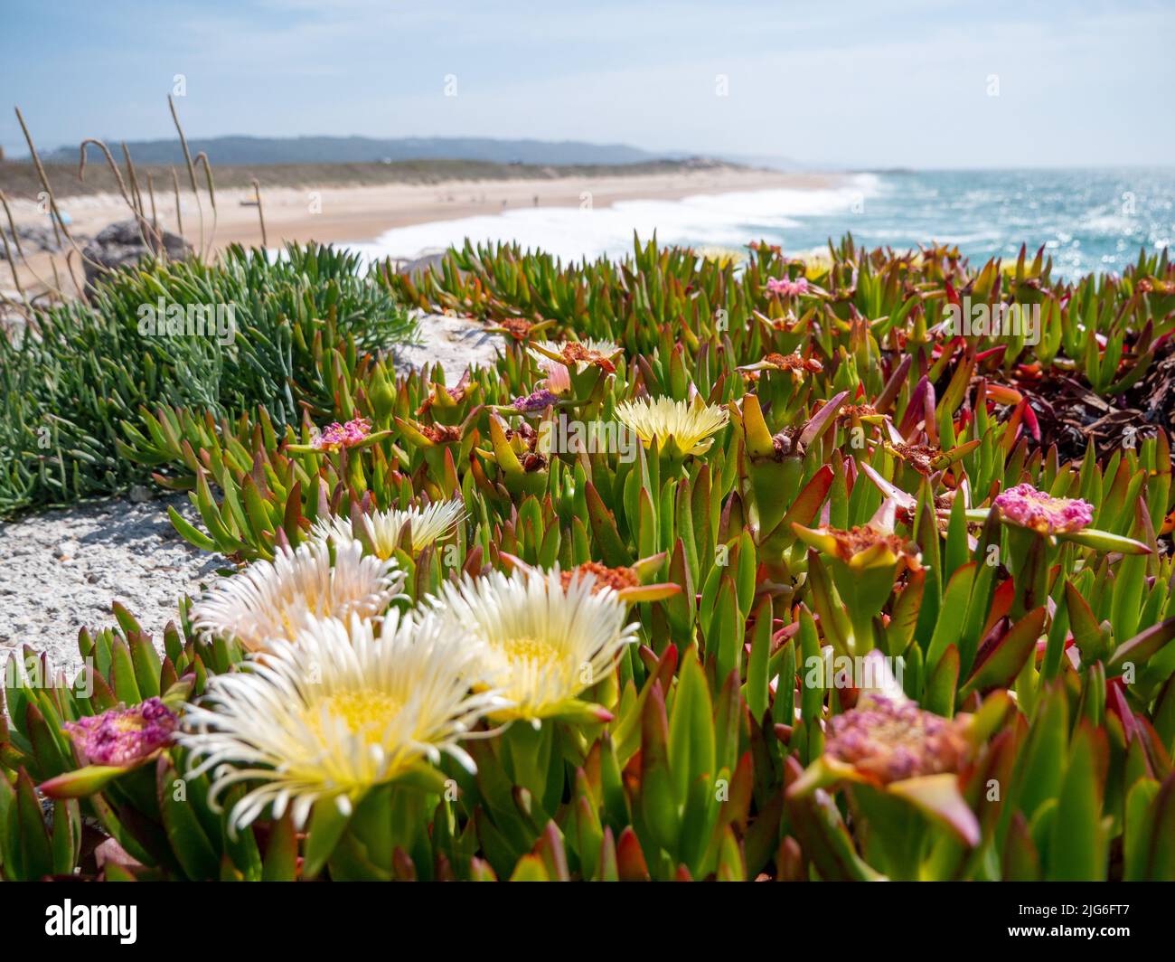 belle journée sur la plage portugaise au bord de l'océan atlantique avec fleurs de glace qui fleurissent sur les dunes Banque D'Images