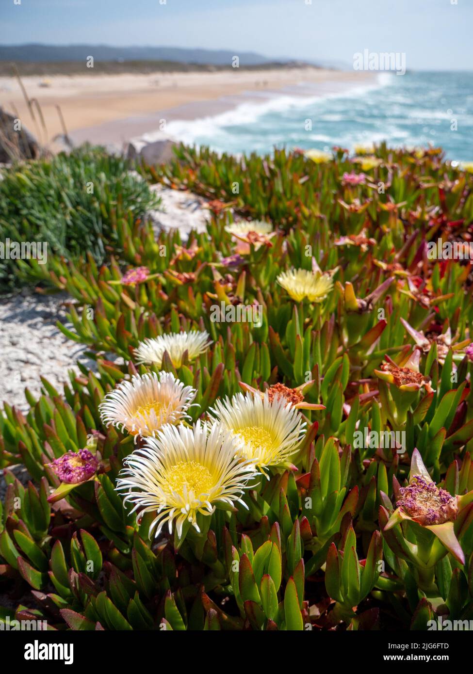 belle journée sur la plage portugaise au bord de l'océan atlantique avec fleurs de glace qui fleurissent sur les dunes Banque D'Images