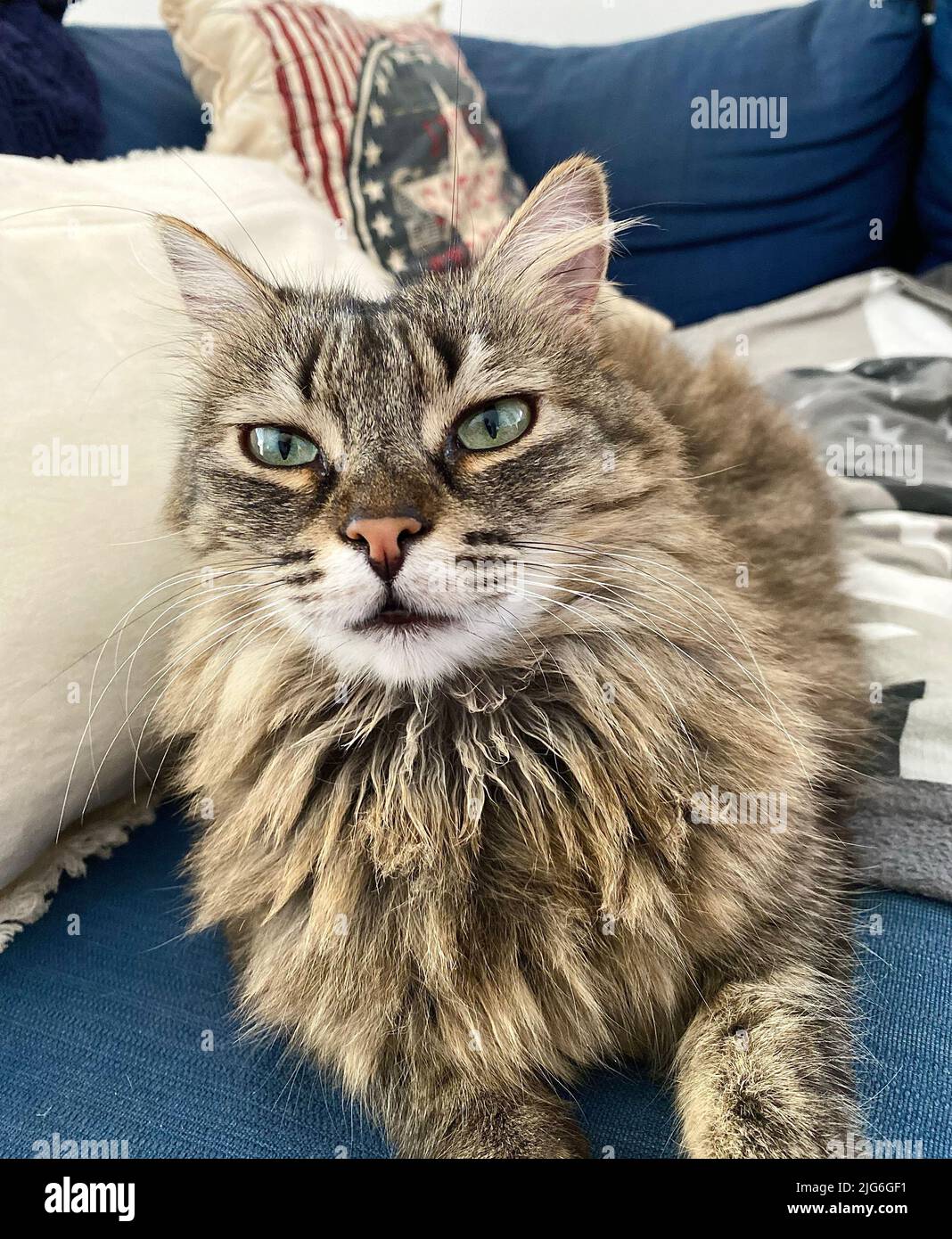 Un petit chat regardant son humain avec ses grands yeux verts Banque D'Images