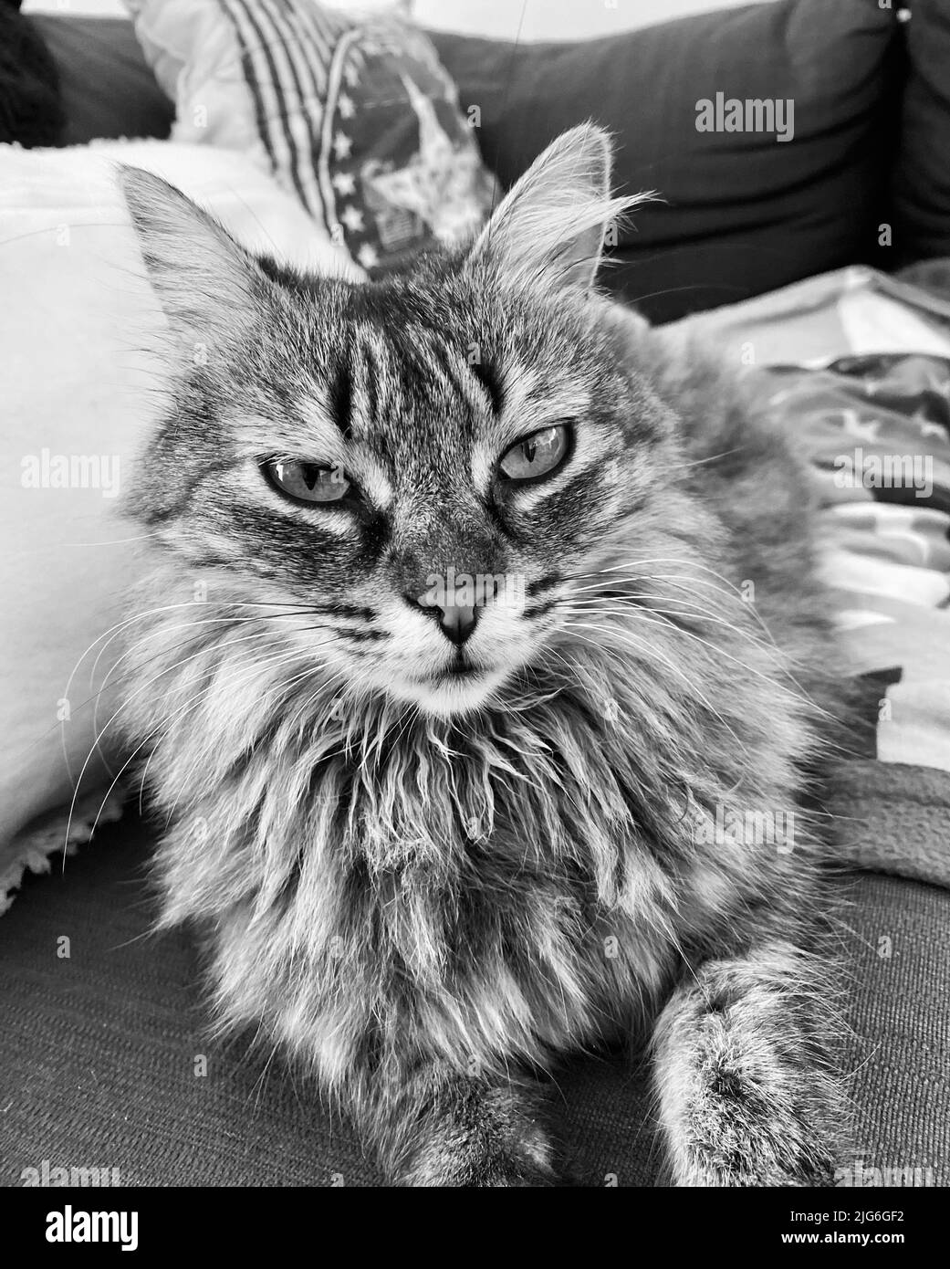 Un petit chat regardant son humain avec ses grands yeux verts Banque D'Images