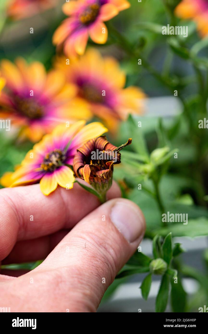 Homme mort cap Osteospermum Violet soleil dans un pot. Concept de soin des plantes de jardin Banque D'Images