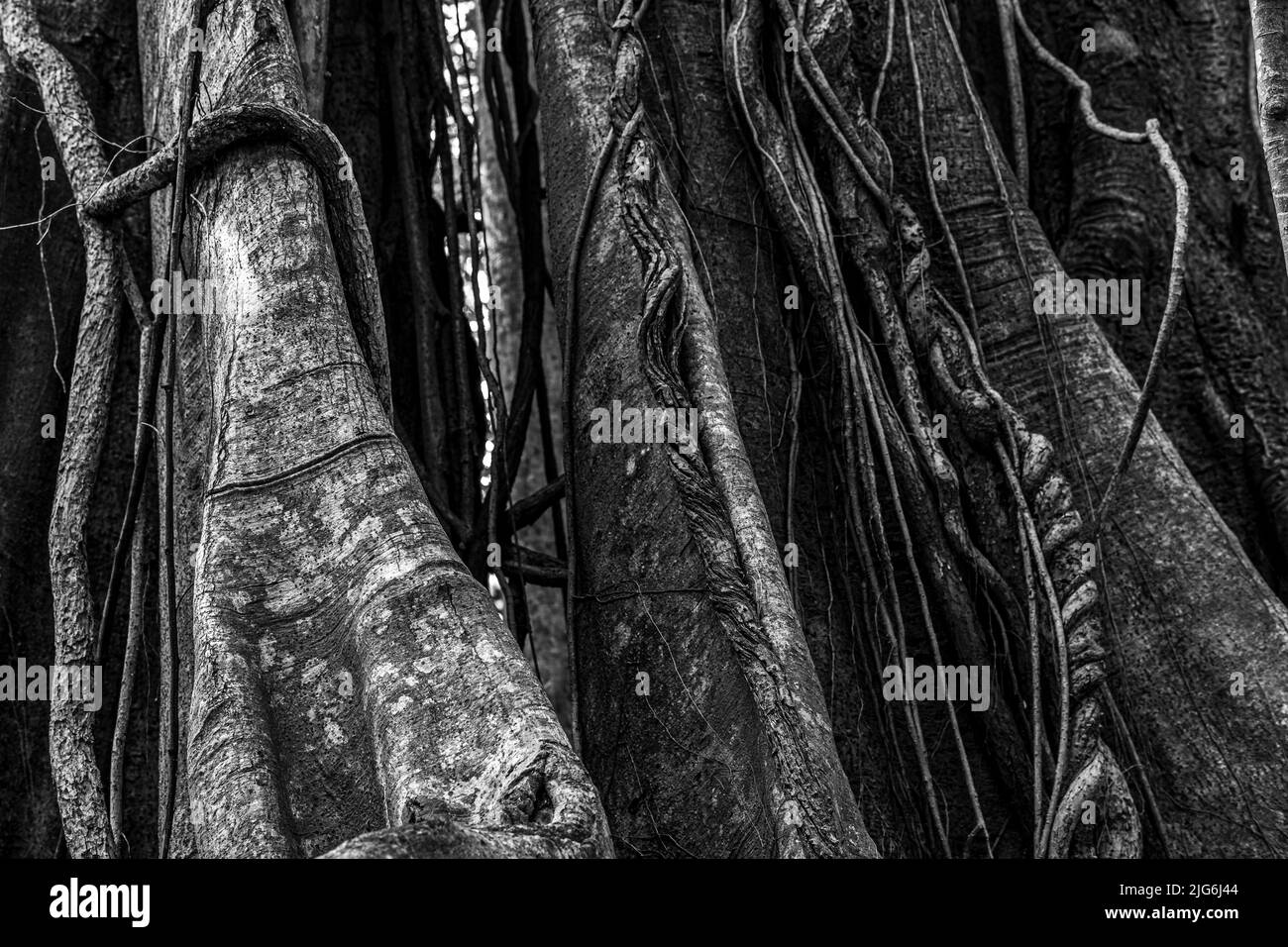 Photo en noir et blanc d'un grand tronc de figue. Banque D'Images