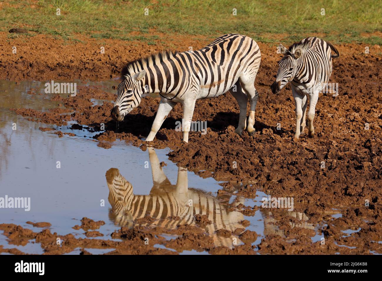 Zèbres des plaines (Equus burchelli) buvant dans un trou d'eau, parc national de Mokala, Afrique du Sud Banque D'Images