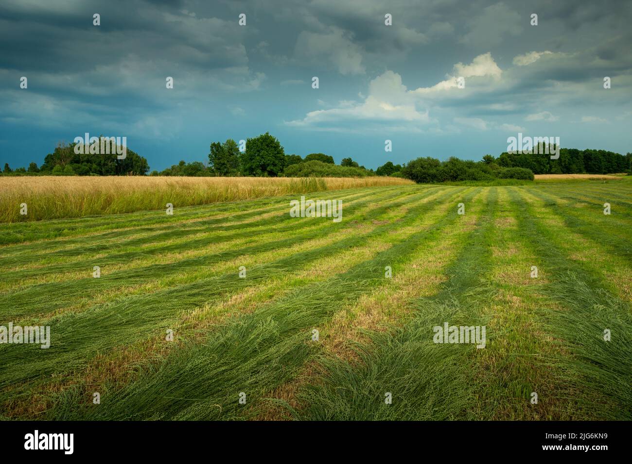 Bandes de mown herbe dans la prairie et ciel nuageux, vue de campagne d'été Banque D'Images