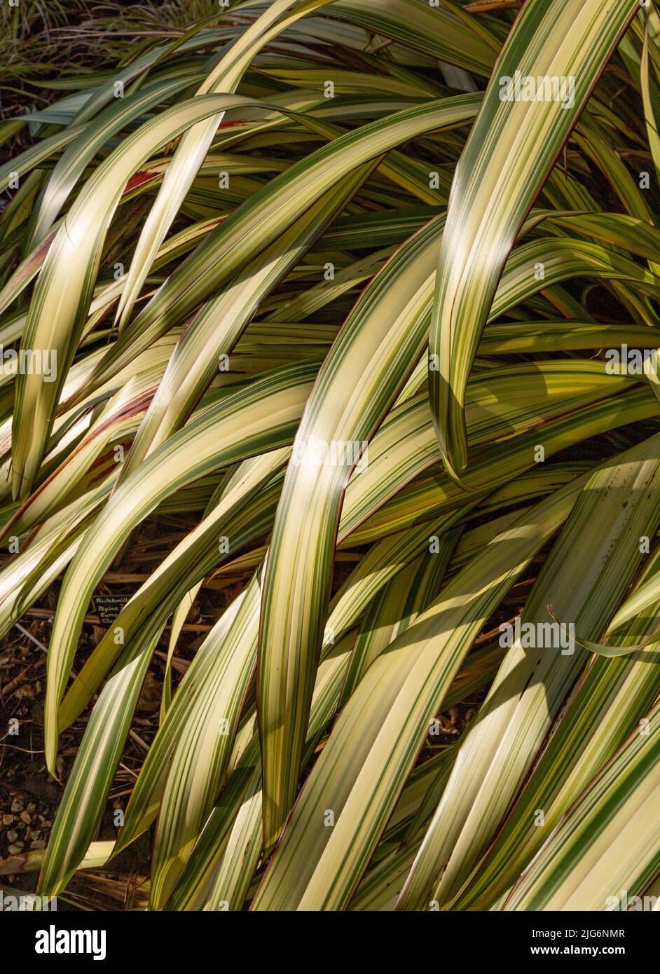 Phormium Tenax Variegata feuillage. L'image en gros plan des feuilles montre la couleur rayée détaillée du feuillage. Banque D'Images