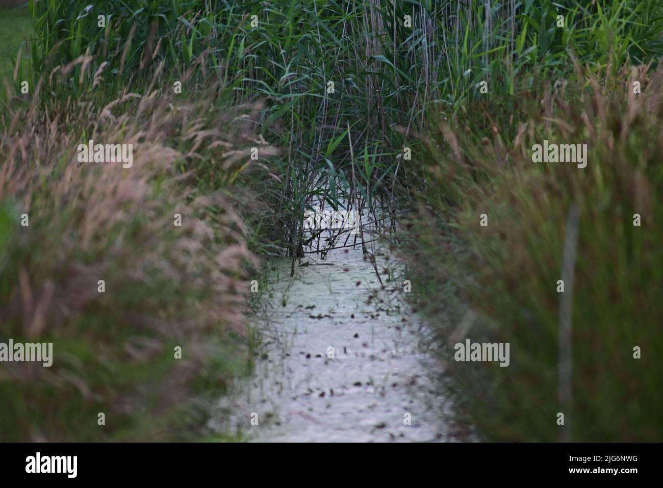 Petit ruisseau entre les prés avec des verts sur le côté Banque D'Images