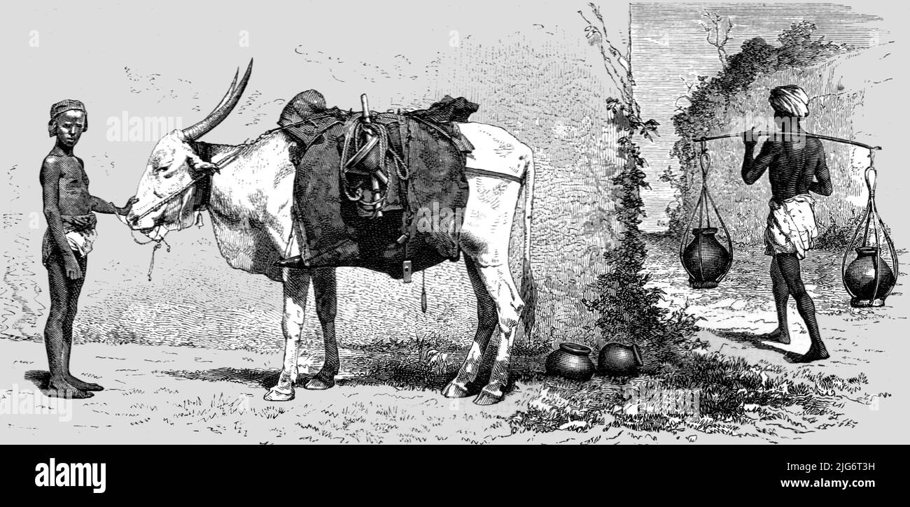 'Bagage-animal, Inde; Black Bear Shooting dans l'Himalaya', 1875. [Bête de fardeau et homme utilisant un joug pour transporter des pots en faïence]. De, 'Travels illustré' par H.W. Bates. [Cassell, Petter et Galpin, c1880, Londres] Banque D'Images