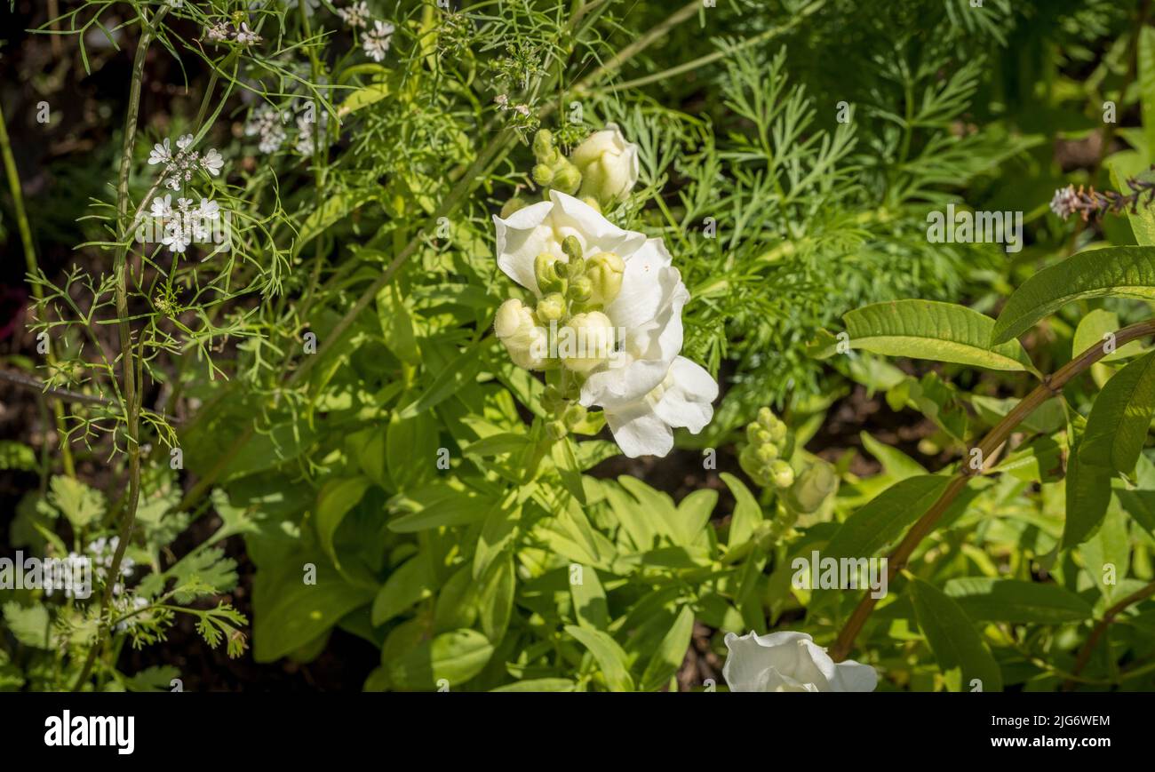 Plantation de compagnons. Fleurs d'antirrhinum blanc et de coriandre qui poussent ensemble dans un jardin britannique. Banque D'Images