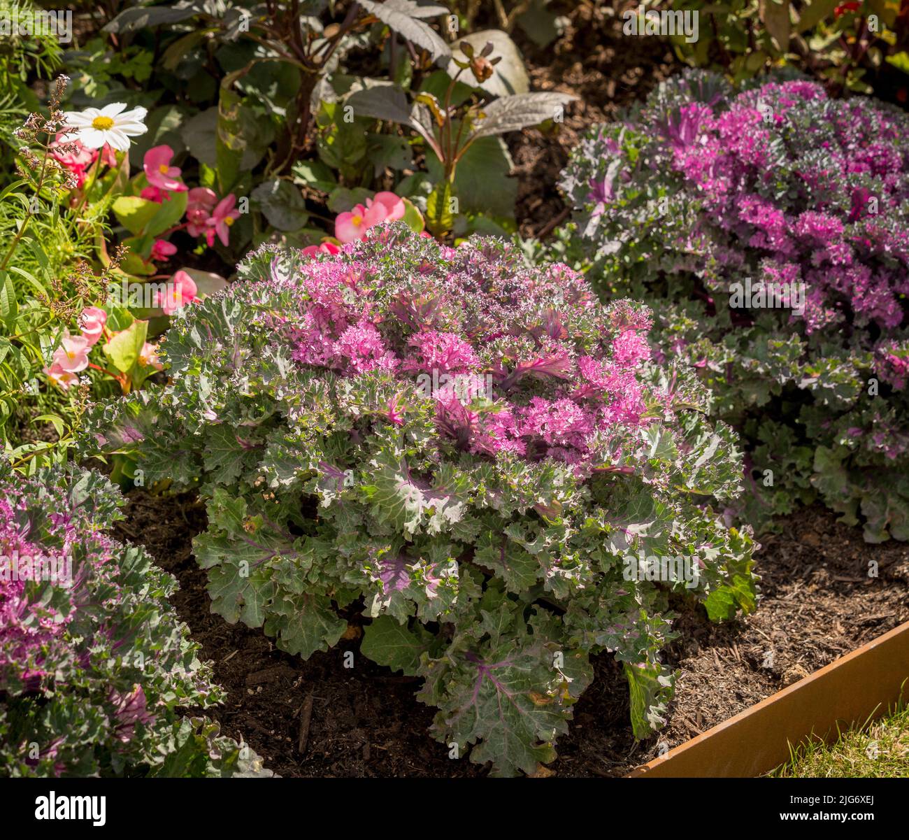 Chou ornemental rose et vert comestible appelé Kale Rainbow Candy Crush, poussant dans un jardin britannique. Banque D'Images