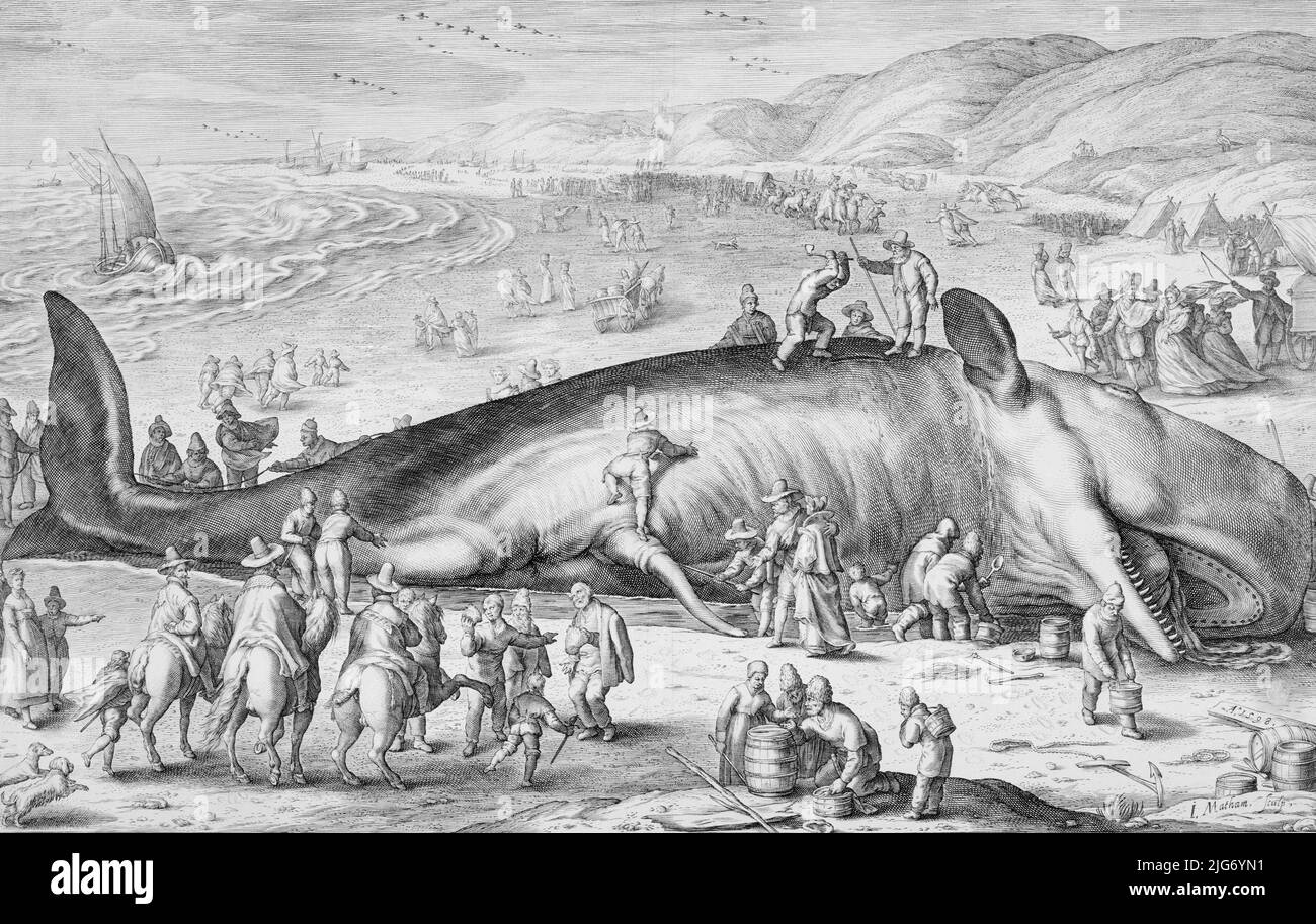 Baleine Ã bec, 1598. Banque D'Images