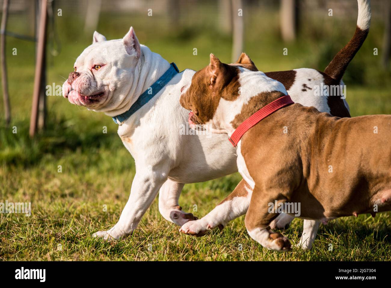 Deux chiens Bully américains de couleur rouge et blanche marchent et jouent. Banque D'Images