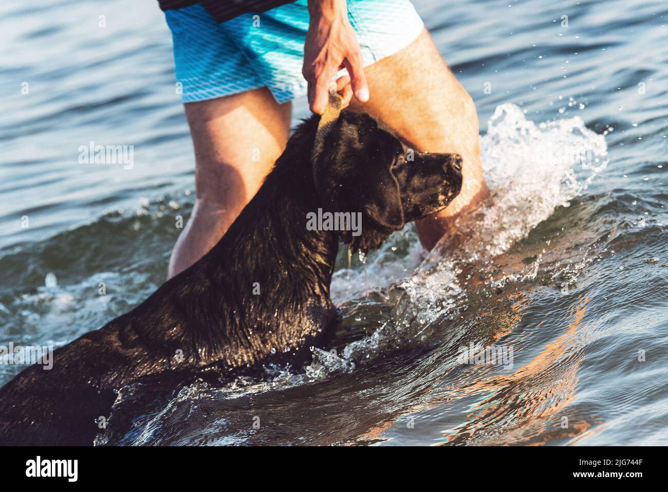 l'homme propriétaire de chien sort de son labrador dans l'eau Banque D'Images