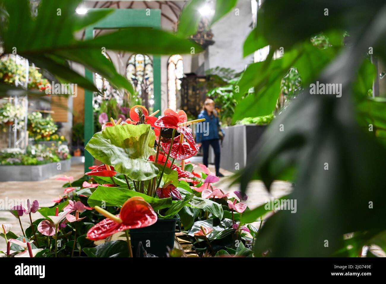 Beelitz, Allemagne. 08th juillet 2022. Des fleurs rouges d'anthuriums peuvent être vues à la salle de fleurs spectacle "messages de Surprising - Pure harmonie of greens and Exotics" dans l'église paroissiale de la ville de Beelitz de St. Mary-St. Nikolai à l'occasion du salon du jardin d'État de Laga. Ici, une vue à travers une fronde d'une poupe d'arbre à la conception en bois du toit de chaire. Les spectacles de fleurs changeants sont destinés à donner l'inspiration pour la conception de leur propre jardin et balcon. Credit: Jens Kalaene/dpa/ZB/dpa/Alay Live News Banque D'Images