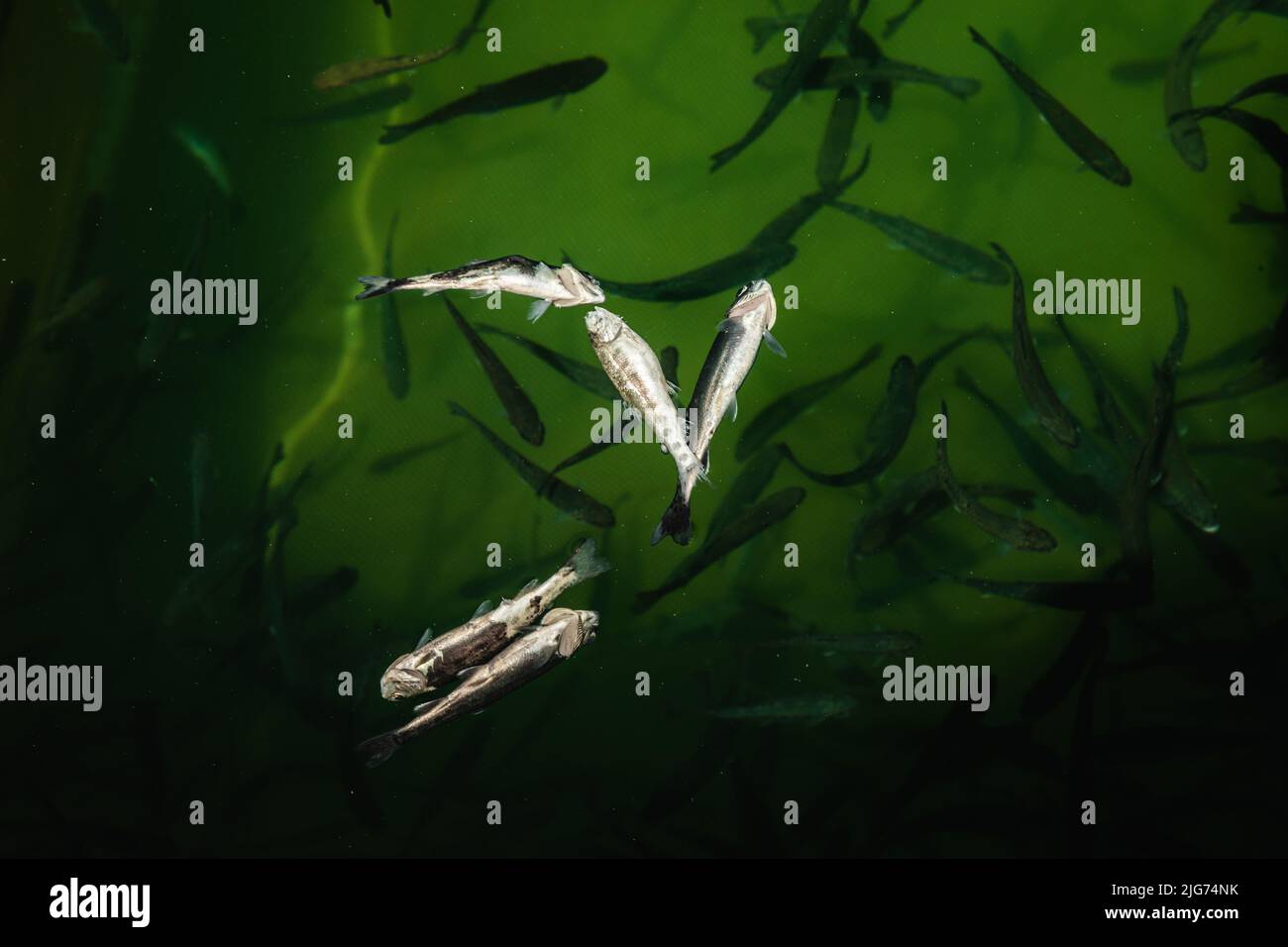 Gros plan de poissons juvéniles morts sur l'eau douce Banque D'Images