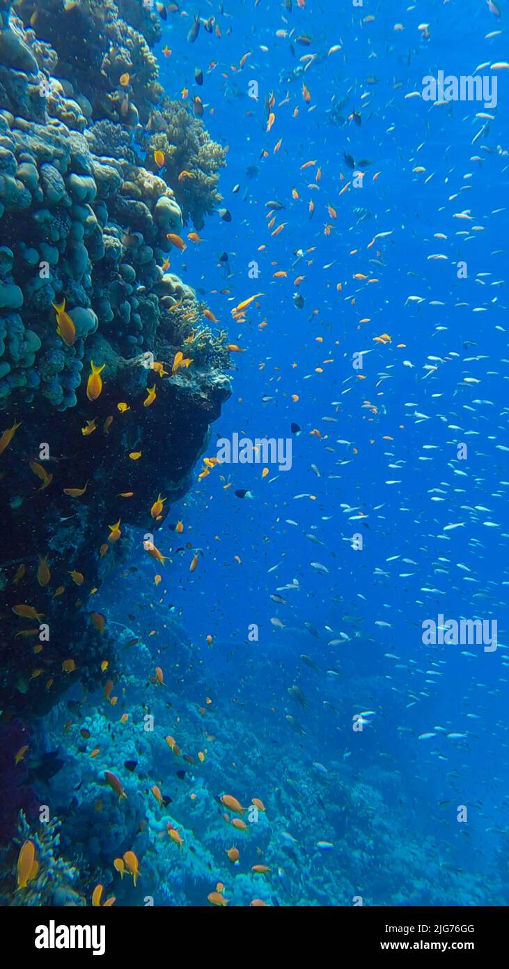 Les poissons tropicaux colorés nachent sur le récif de corail sur fond bleu. La vie sous-marine dans l'océan. Chrome arabe (Chromis flavaxilla) et LyRetail Banque D'Images