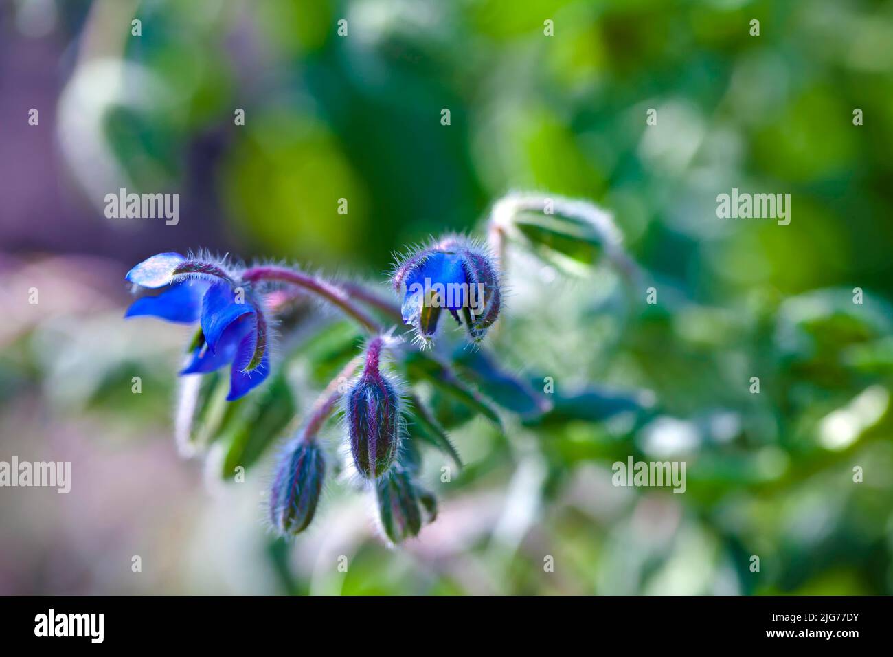 Bourgeons fleurir dans le jardin, en Allemagne Banque D'Images