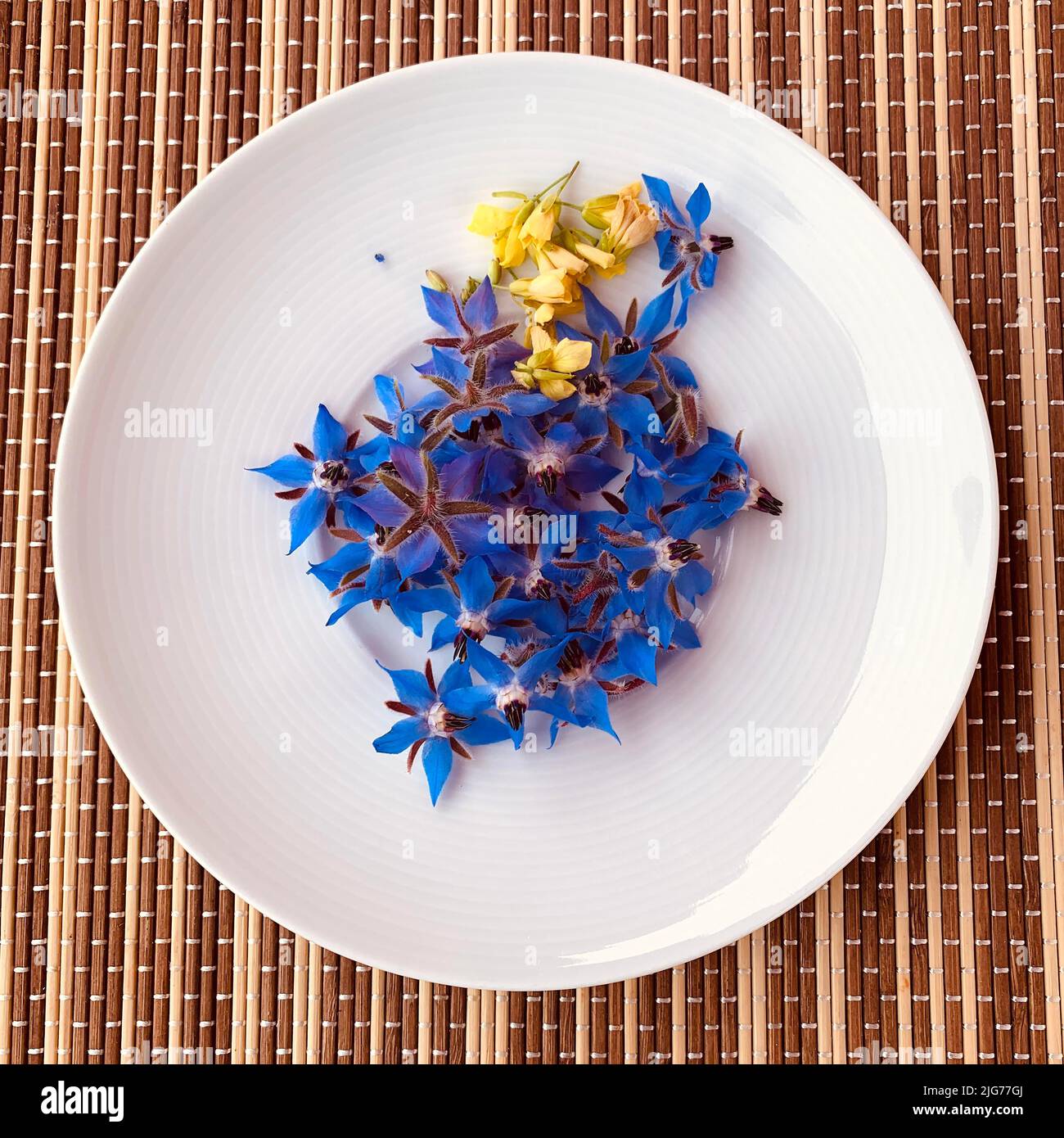 Fleurs de roquette et de bourrache, Allemagne Banque D'Images